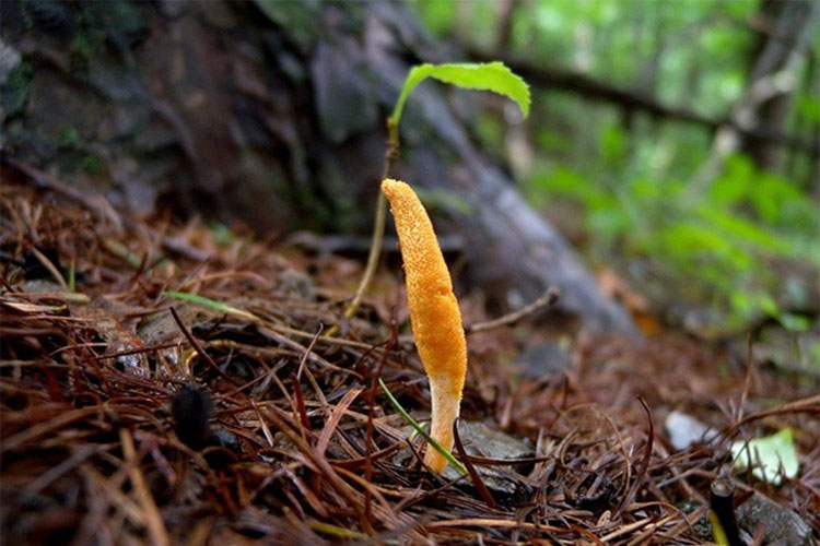 Bí mật về loài nấm được Khương Tử Nha sử dụng để “cải lão hoàn đồng”Chuyện kể rằng, sau khi giúp nh 1